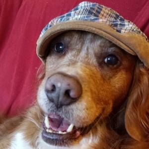 Meet your Posher, Missy